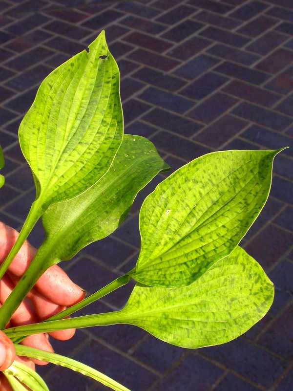 Hosta Virus X